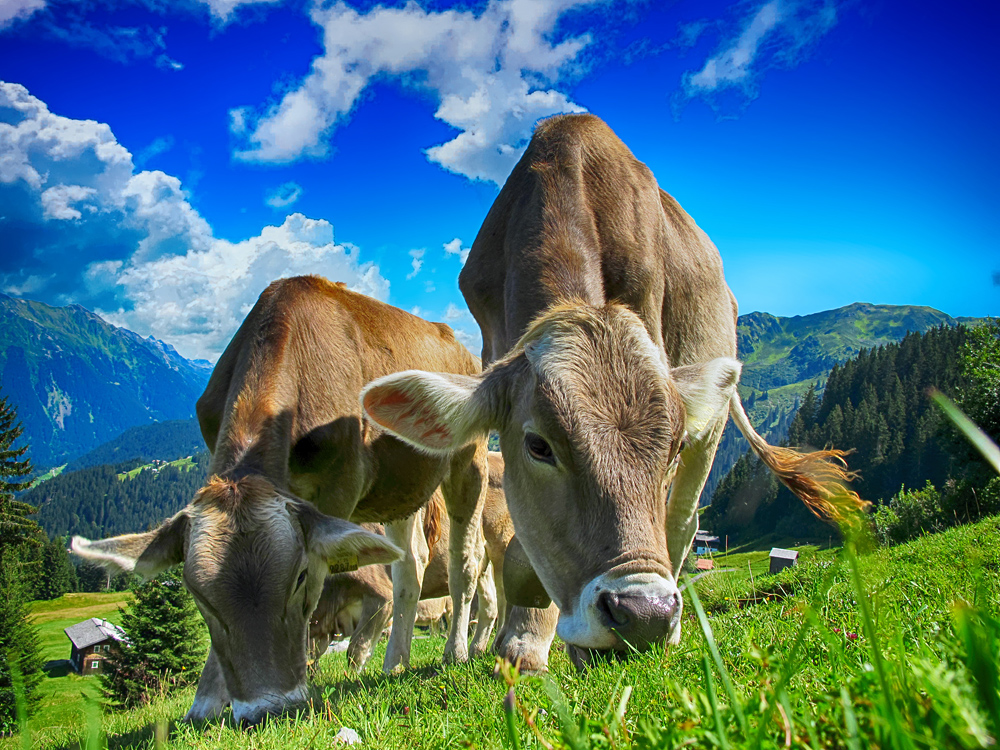 Living rurally allows a great many more options for survival without the commercial food industry, including keeping larger animals than you can in a suburban home. Living rurally allows a great many more options for survival without the commercial food industry, including keeping larger animals than you can in a suburban home.