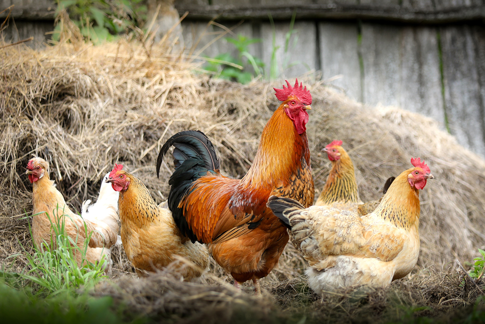 Poultry can be kept in many suburban gardens, and have great benefits in an economic crisis. Poultry can be kept in many suburban gardens, and have great benefits in an economic crisis.